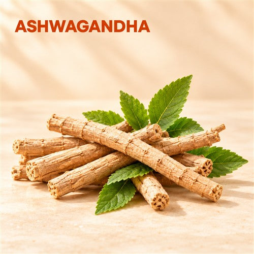 Ashwagandha botanical illustration