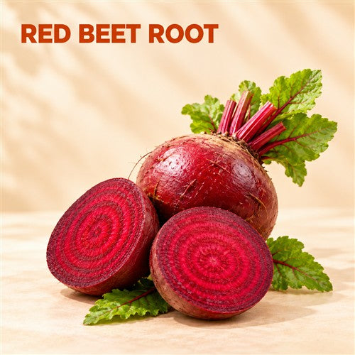 Red beet root illustration